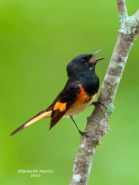 American_Redstart