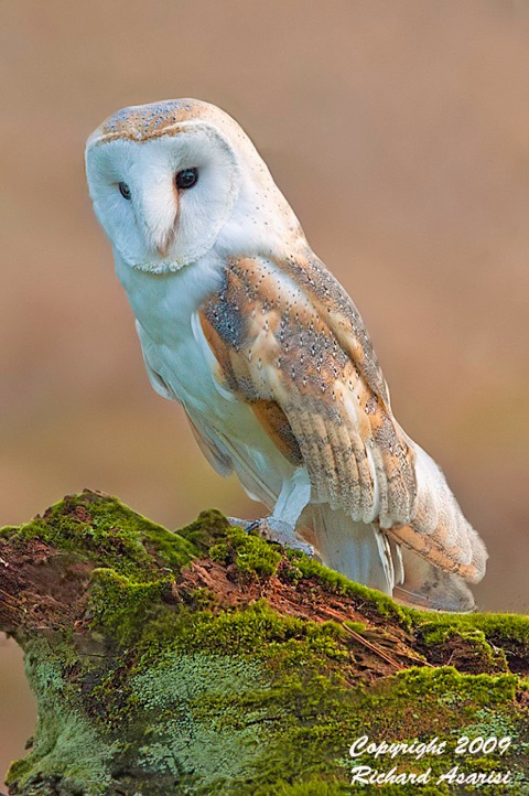 barn_owl2