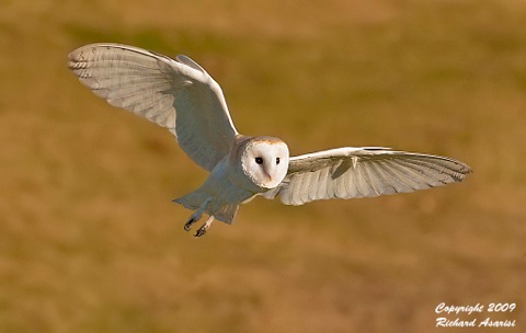 barn_owl_flight-1