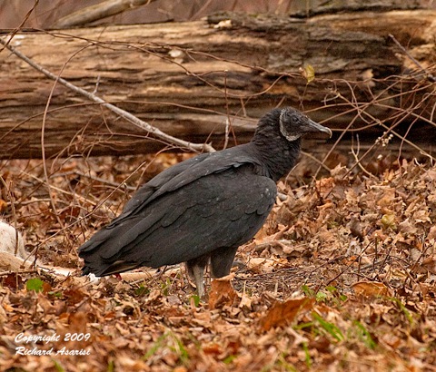 black_vulture