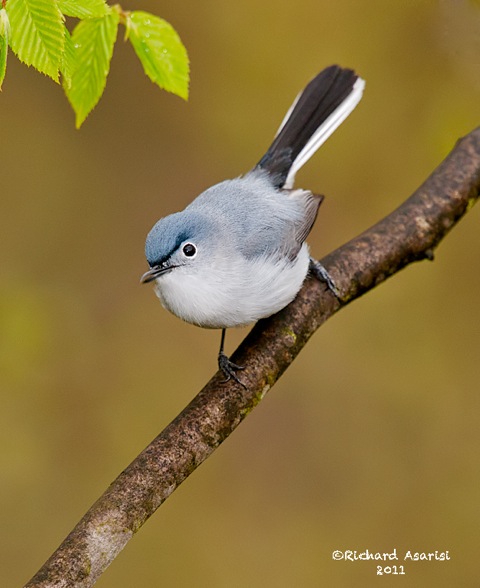 blue_gray_gnatcatcher