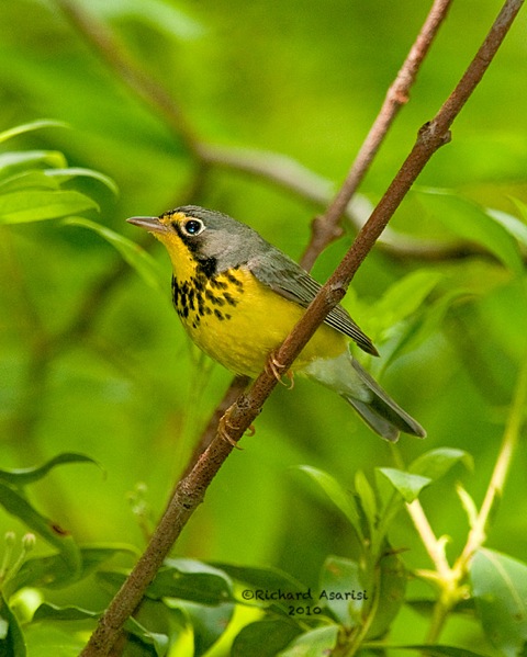 canada_warbler