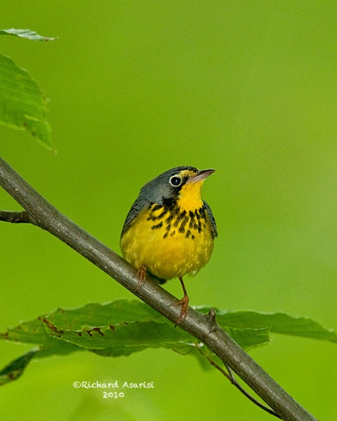 canada_warbler1