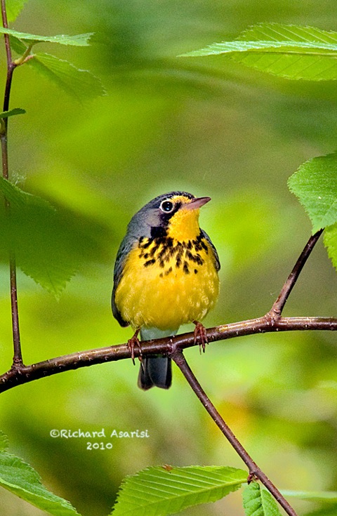 canada_warbler2