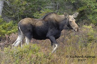 chestnut_moose_RJA7611