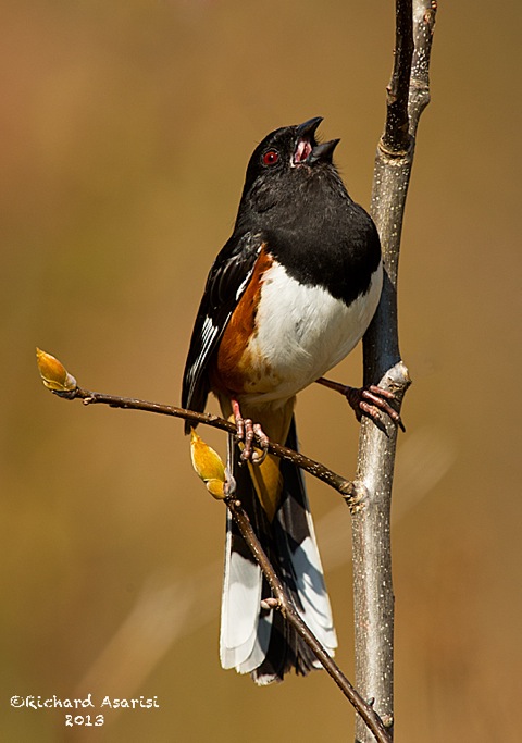 Eastern_Towheexyz