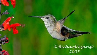 female_calliope_DSC5492s