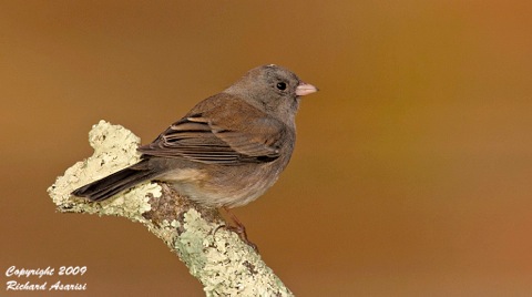 female_dark-eyed_junco