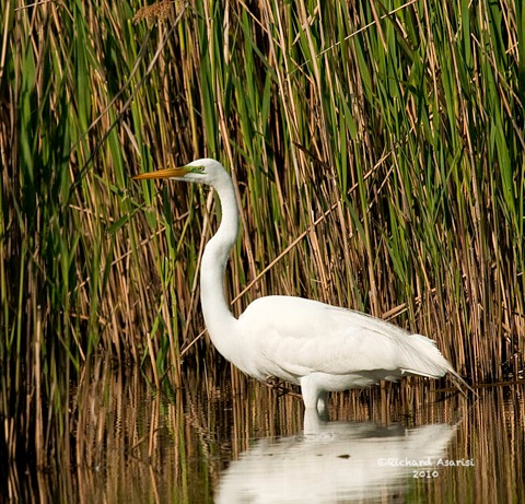 great_egret