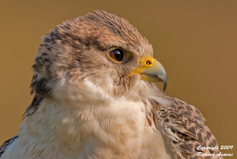 gyrfalcon_face