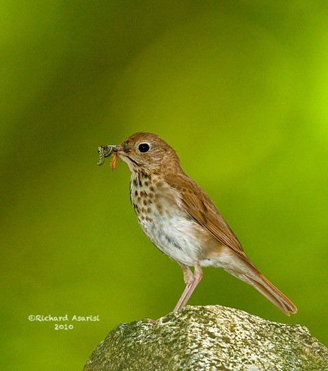 hermit_thrush