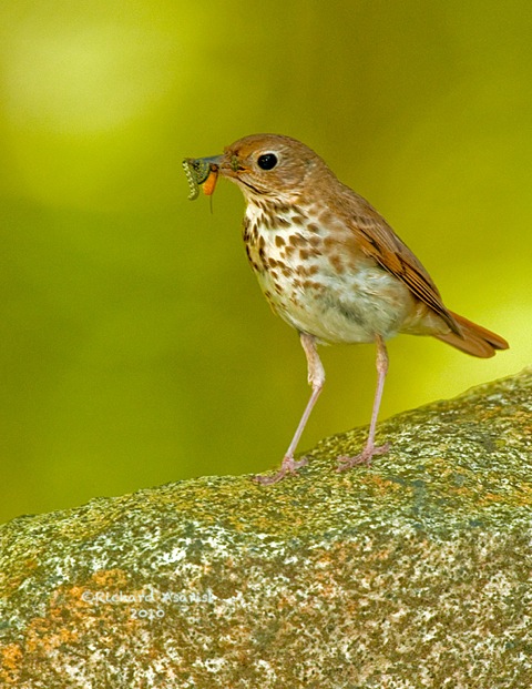 hermit_thrush1