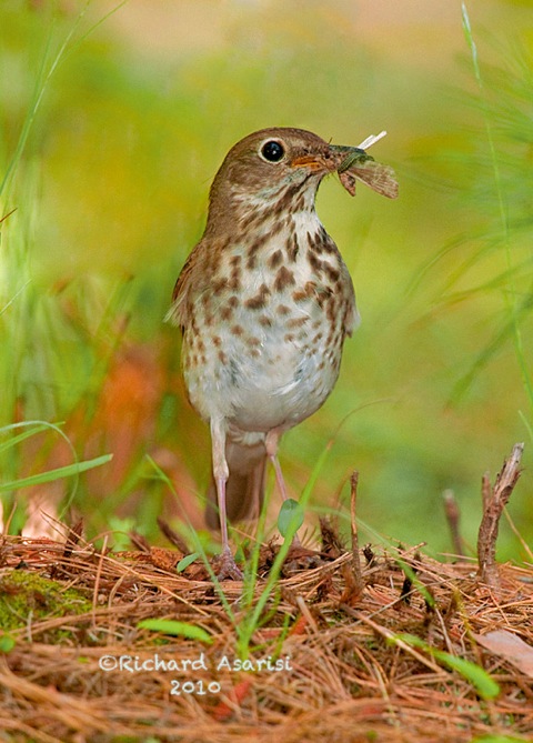 hermit_thrush3