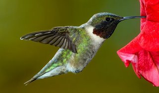 hummer_RJA0368