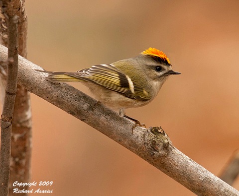 kinglet1