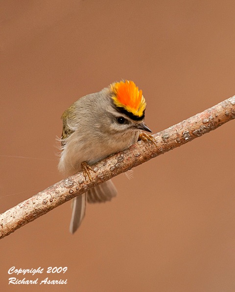 kinglet3