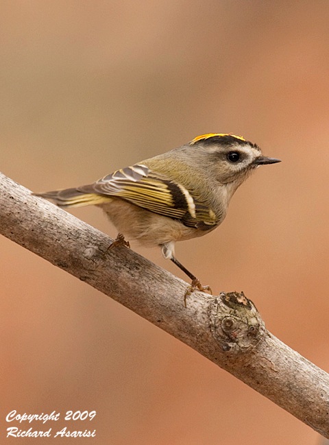 kinglet4