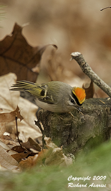 kinglet5