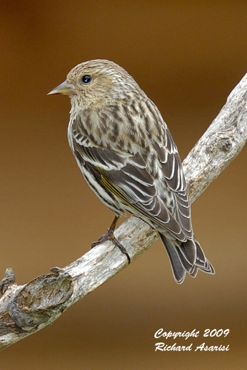 pine_siskin1_RJA6104