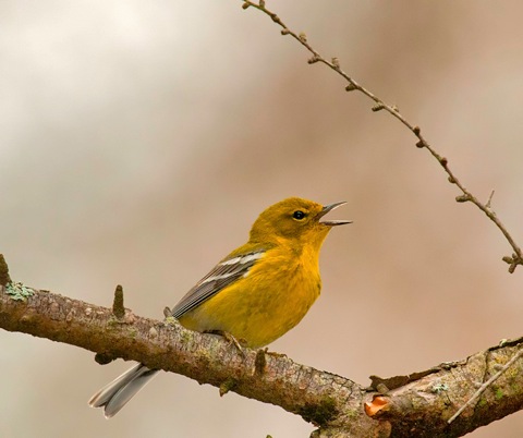 pine_warbler_424