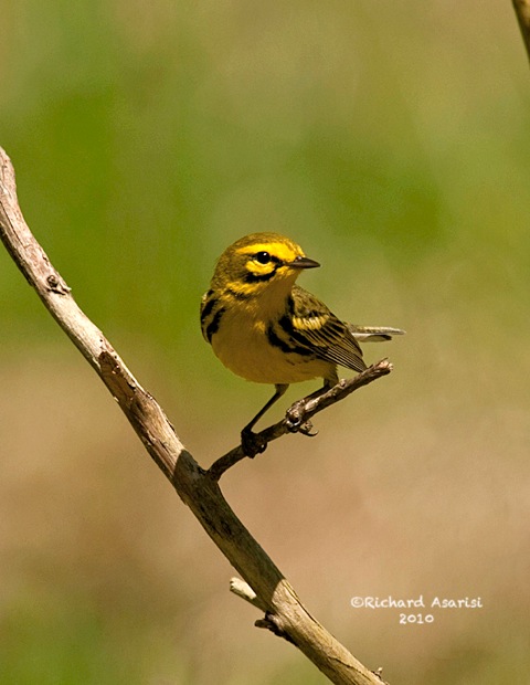 prairie_warbler1