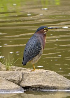 s_green_heron2_RJA7263