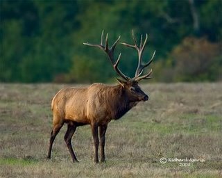 wild_elk_RJA5407-ss