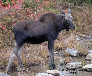 yearling_bull_MLA1449