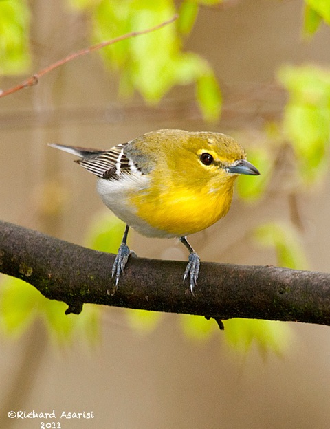 yellow-throated_vireo