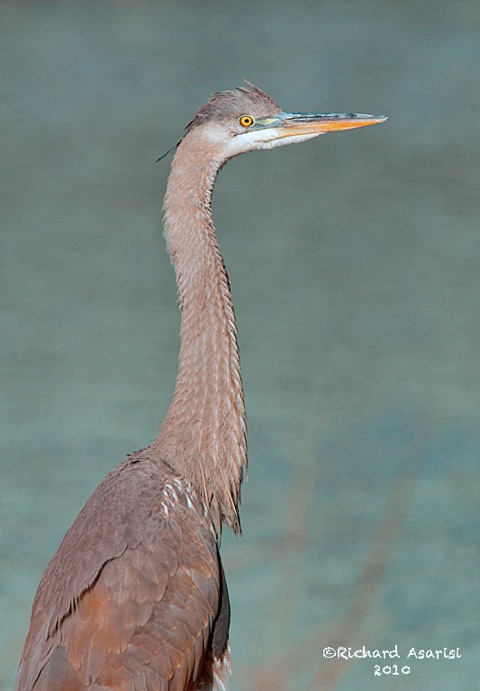 _RJA3707