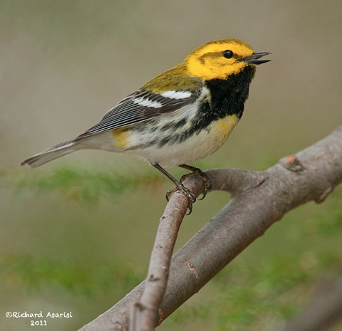 black-throated_green