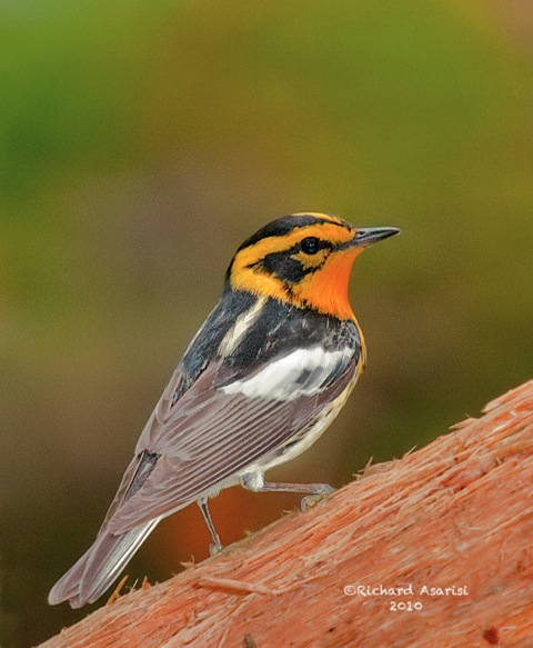 blackburnian2