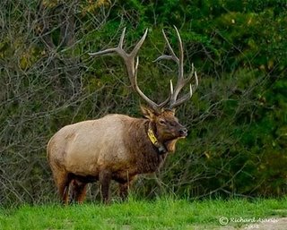 bull_elk_RJA5302-ss