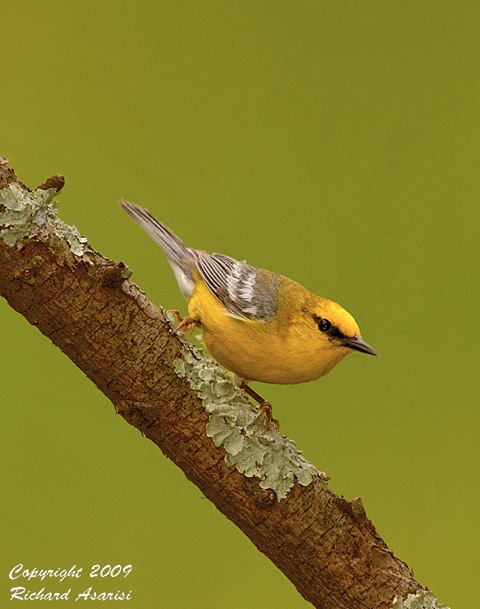 bww_RJA7661