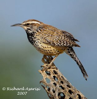 cactus_wren_RJA4393s