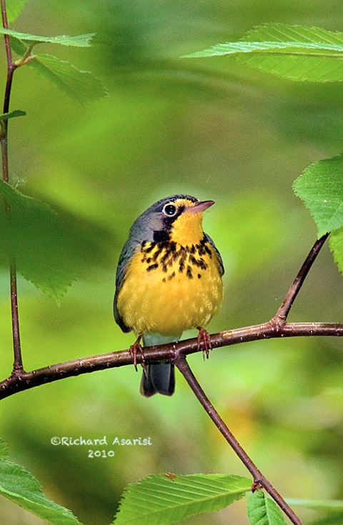 canada_warbler2