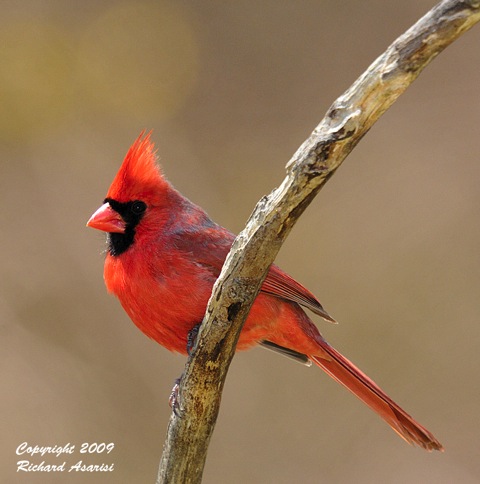 cardinal_RJA5969