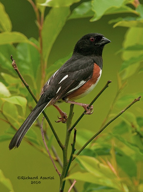 eastern_towhee