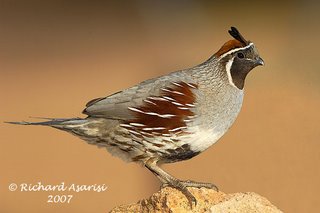 gambles_quail_RJA4160s