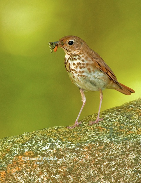 hermit_thrush1