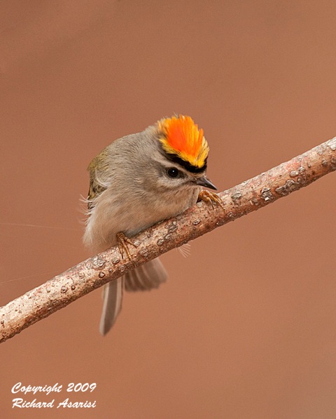 kinglet3