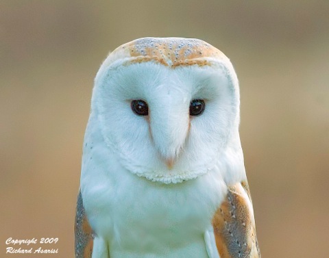 owl_head_RJA8908
