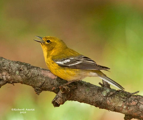 pine_warbler