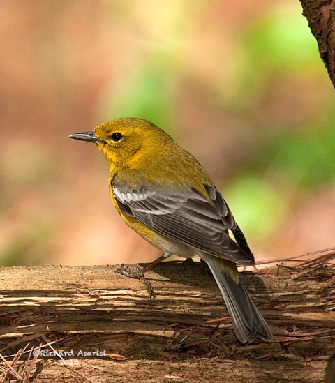 pine_warbler2