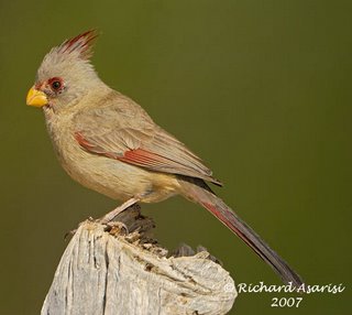 pyrrhuloxia_RJA4376s