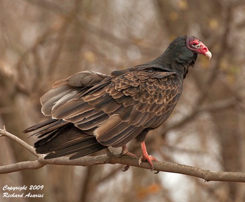 turkey_vulture