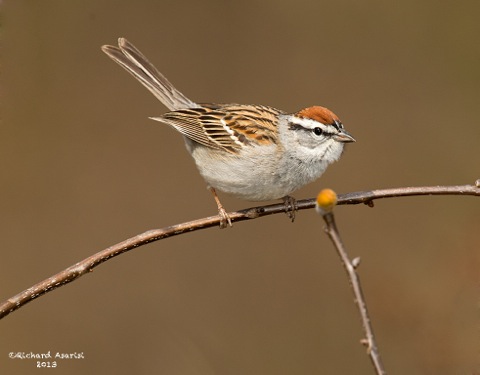 Chipping_Sparrow