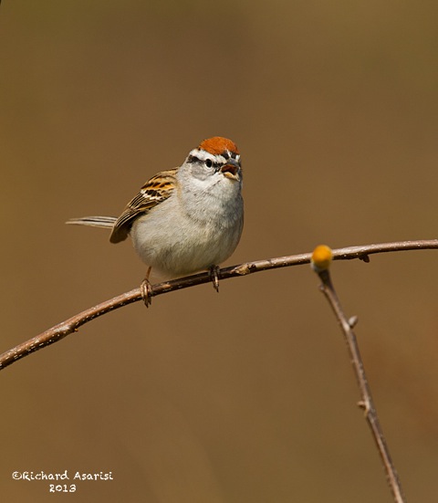 Chipping_Sparrow2